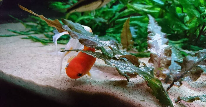 Fancy goldfish tank outlet setup