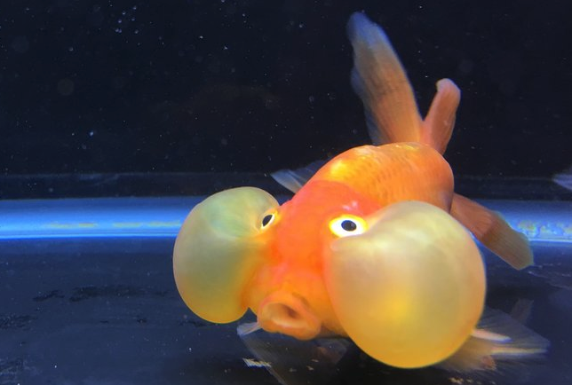 bubble eye goldfish 2