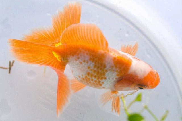 tosakin fancy goldfish