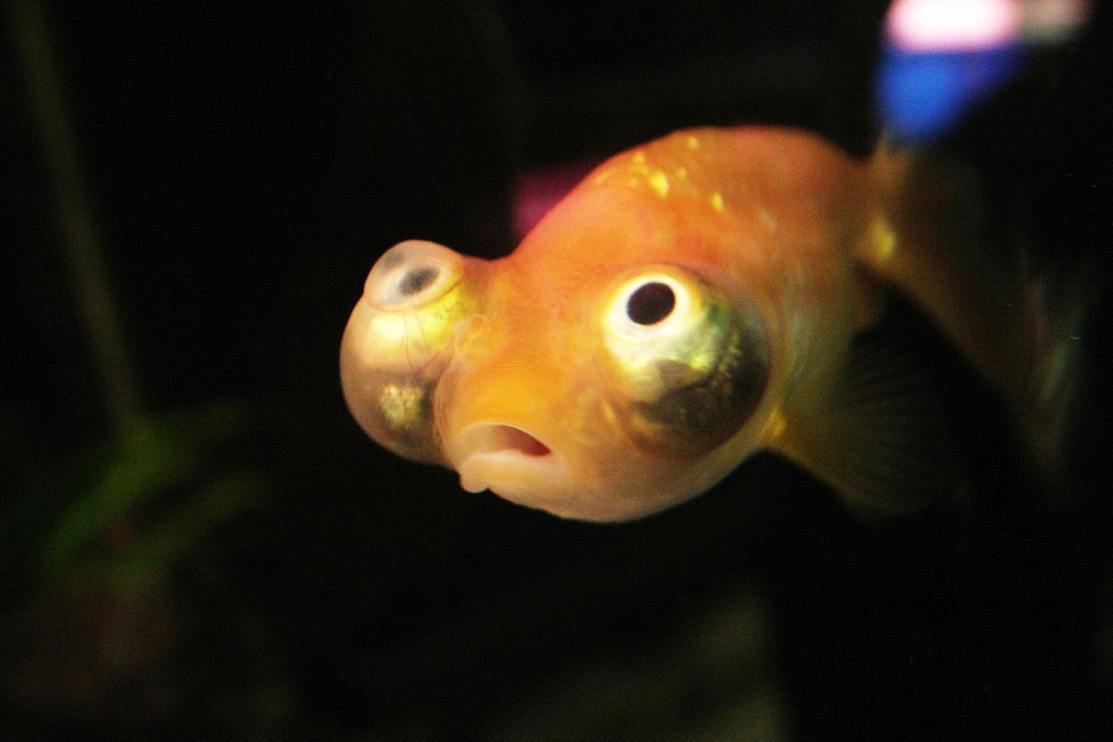 celestial eye goldfish photo