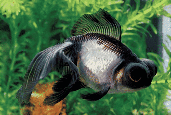 black moor goldfish 11