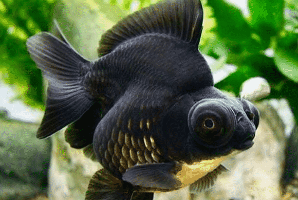 black moor goldfish 12