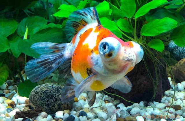 big eye gray goldfish
