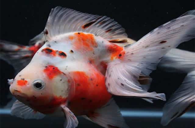 calico ryukin goldfish