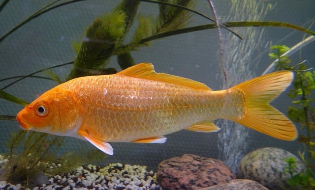 orange carp