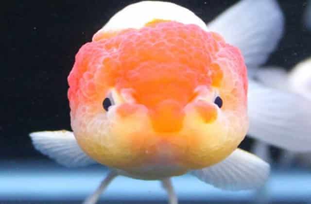 close up orange ace lionhead goldfish