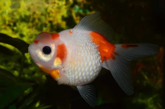 goldfish orange and white