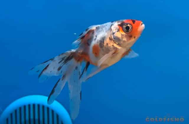 gray and orange calico goldfish