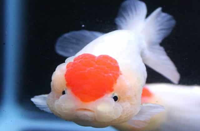 heart shaped lionhead goldfish