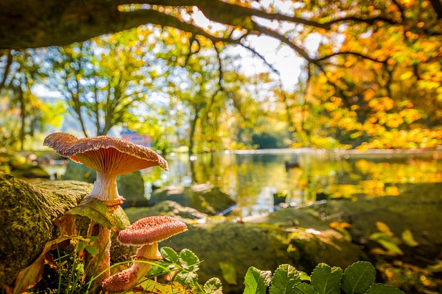 mushroom in pond