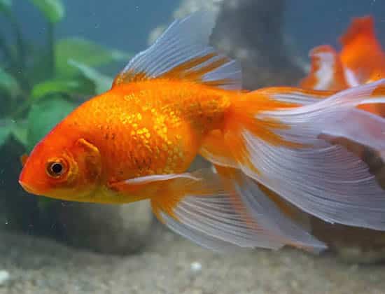orange and white tail veiltail goldfish