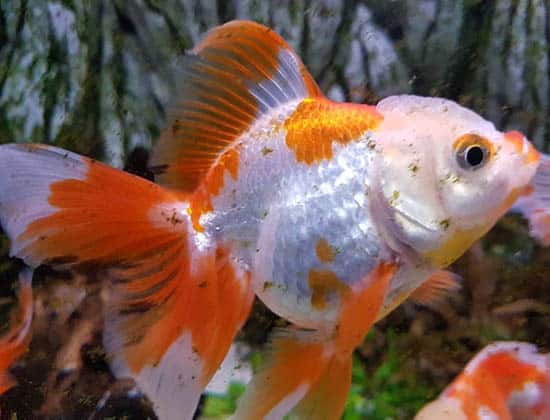 spotted orange and white veiltail goldfish