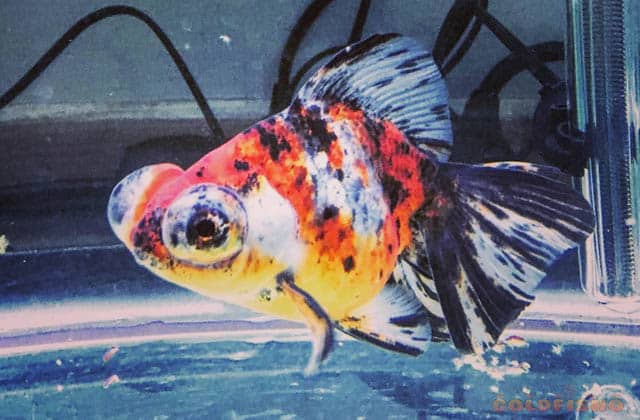 tri-colored goldfish
