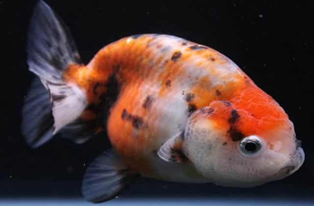 white red black lionhead goldfish