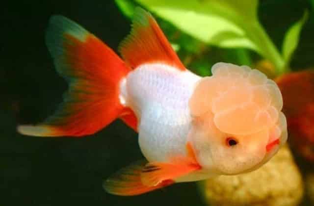 oranda wen