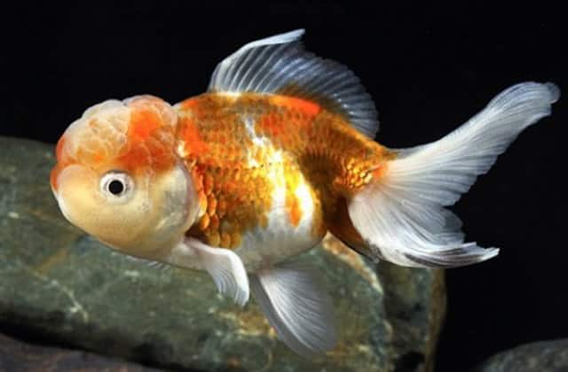 oranda goldfish