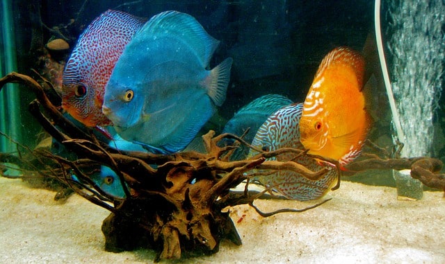 multiple discus fish