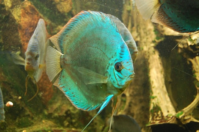 neon blue and green discus fish