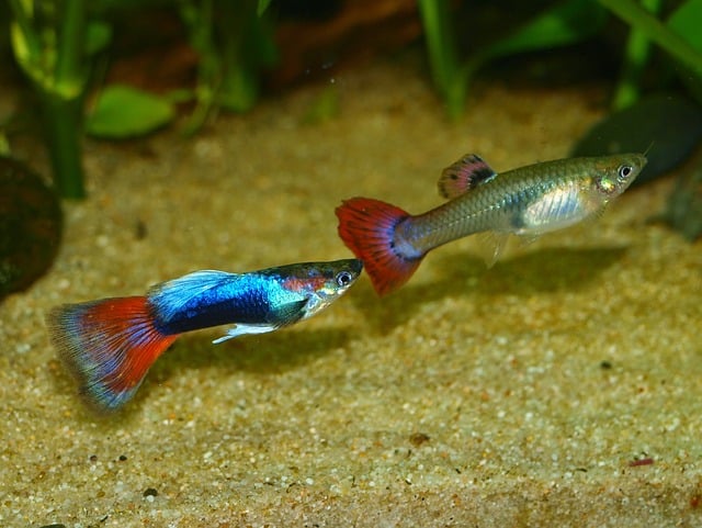 two colorful fish in aquarium