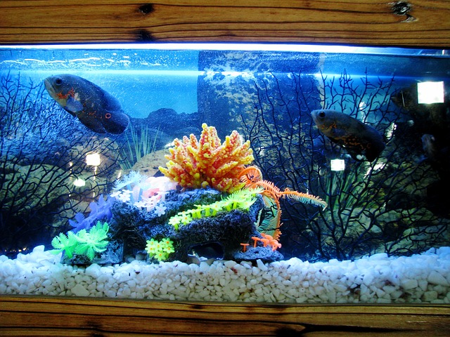 aquarium wooden fish tank