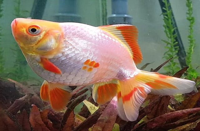 fancy goldfish photos