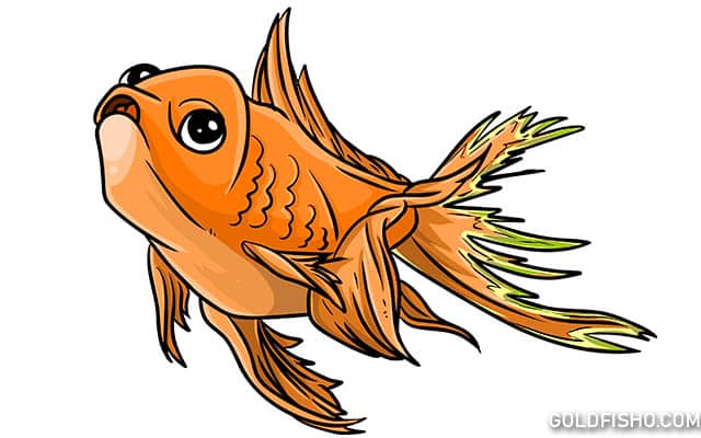 goldfish tail rot