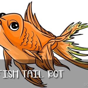 Fin Rot In Goldfish Causes Symptoms And Treatments