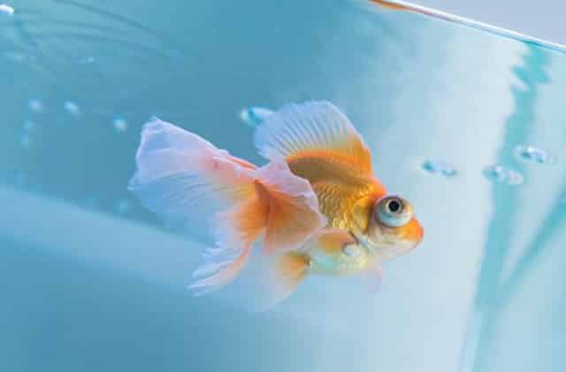 chubby goldfish