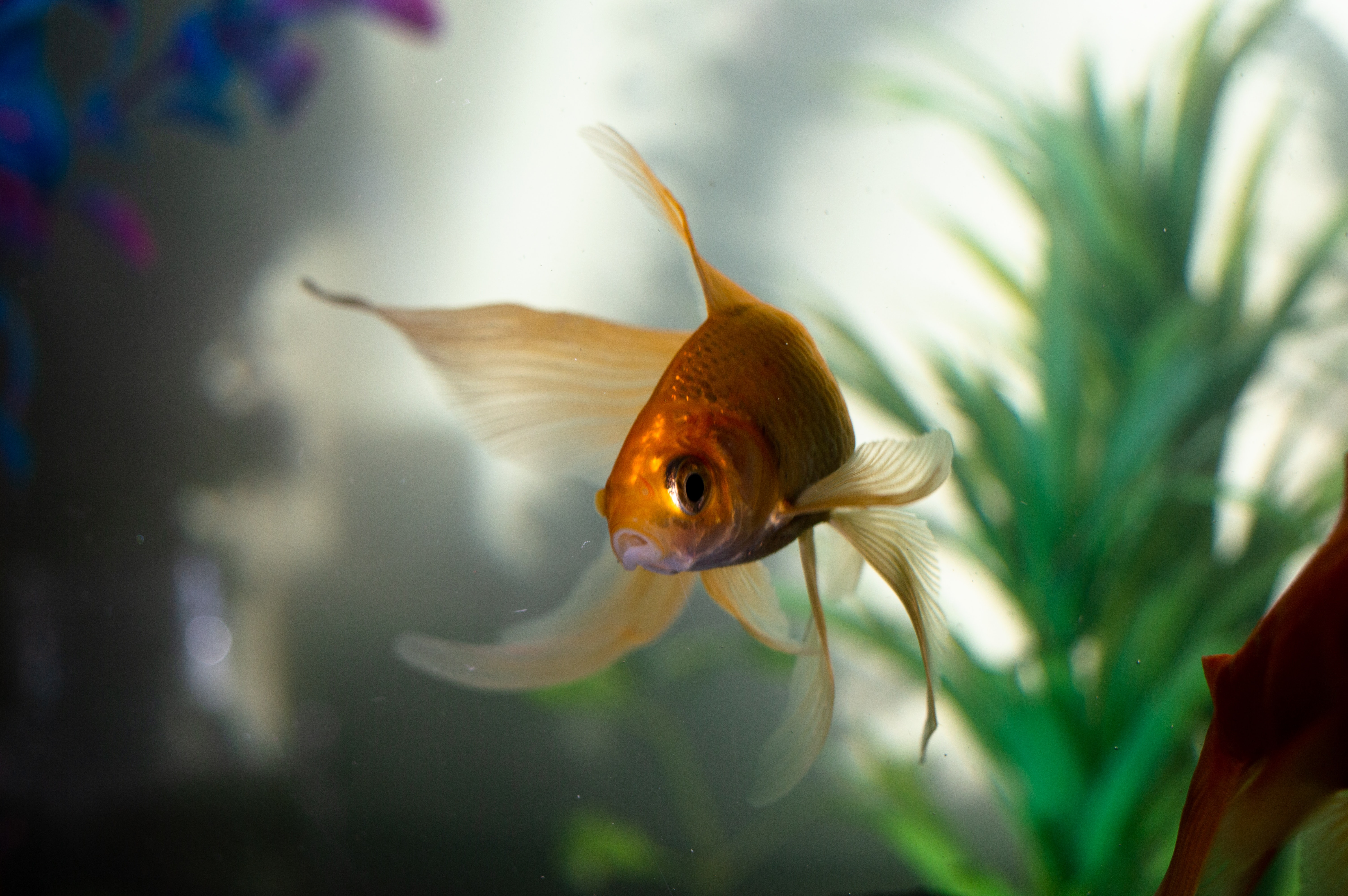 goldfish inside fish tank