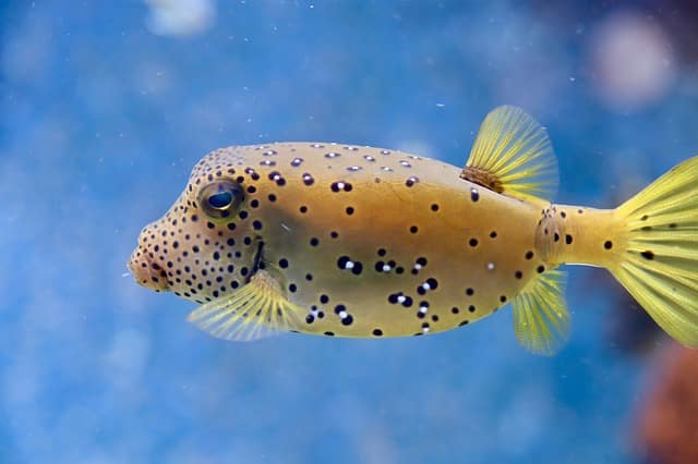 spotted yellow puffer fish