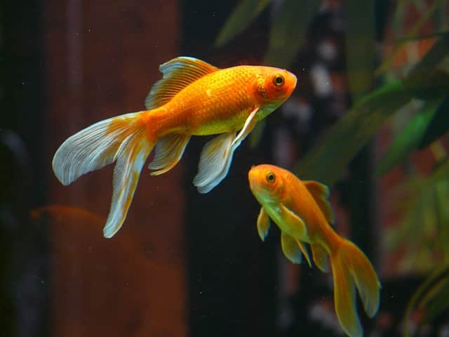 two veiltail goldfish