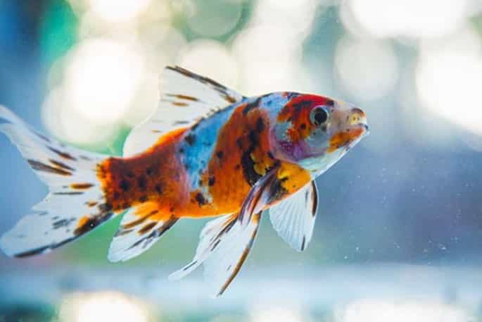 shubunkin goldfish pic