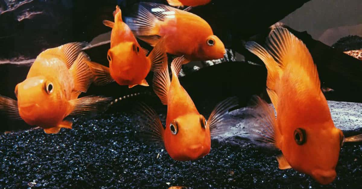 Other Fish Species Compatible with Goldfish