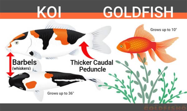 Breeding Koi And Goldfish Fancy Goldfish Goldfish Care Goldfish Info