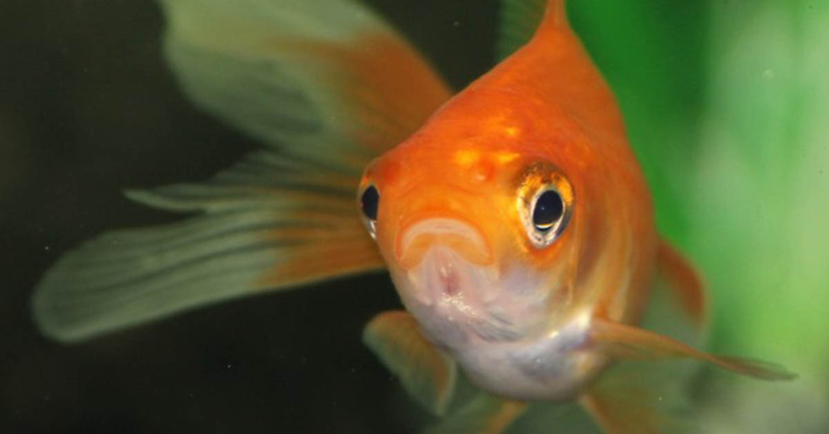 can goldfish get depressed