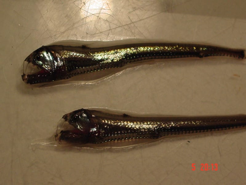 viperfish photo