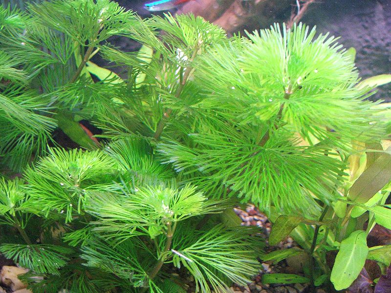 cabomba aquatic plant care