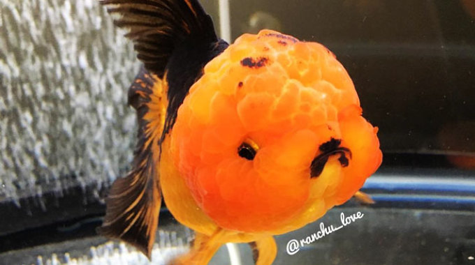 ranchu goldfish