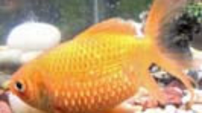 goldfish dropsy