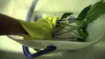 How To Disinfect New Plants