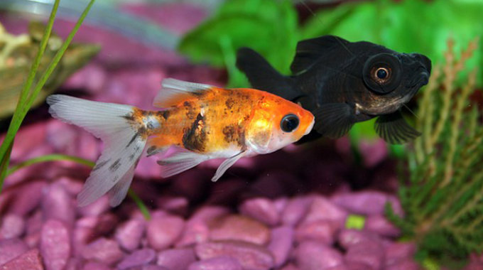 goldfish behavior
