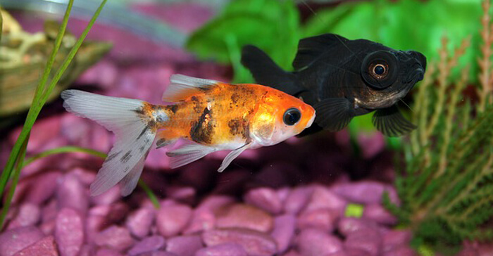 goldfish at top of tank