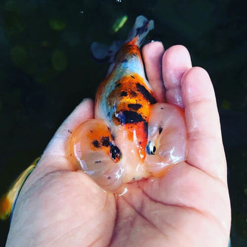 calico bubble eye goldfish