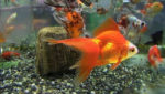 Goldfish Myths: know the facts!