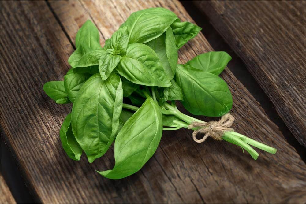 Basil For Fish Food