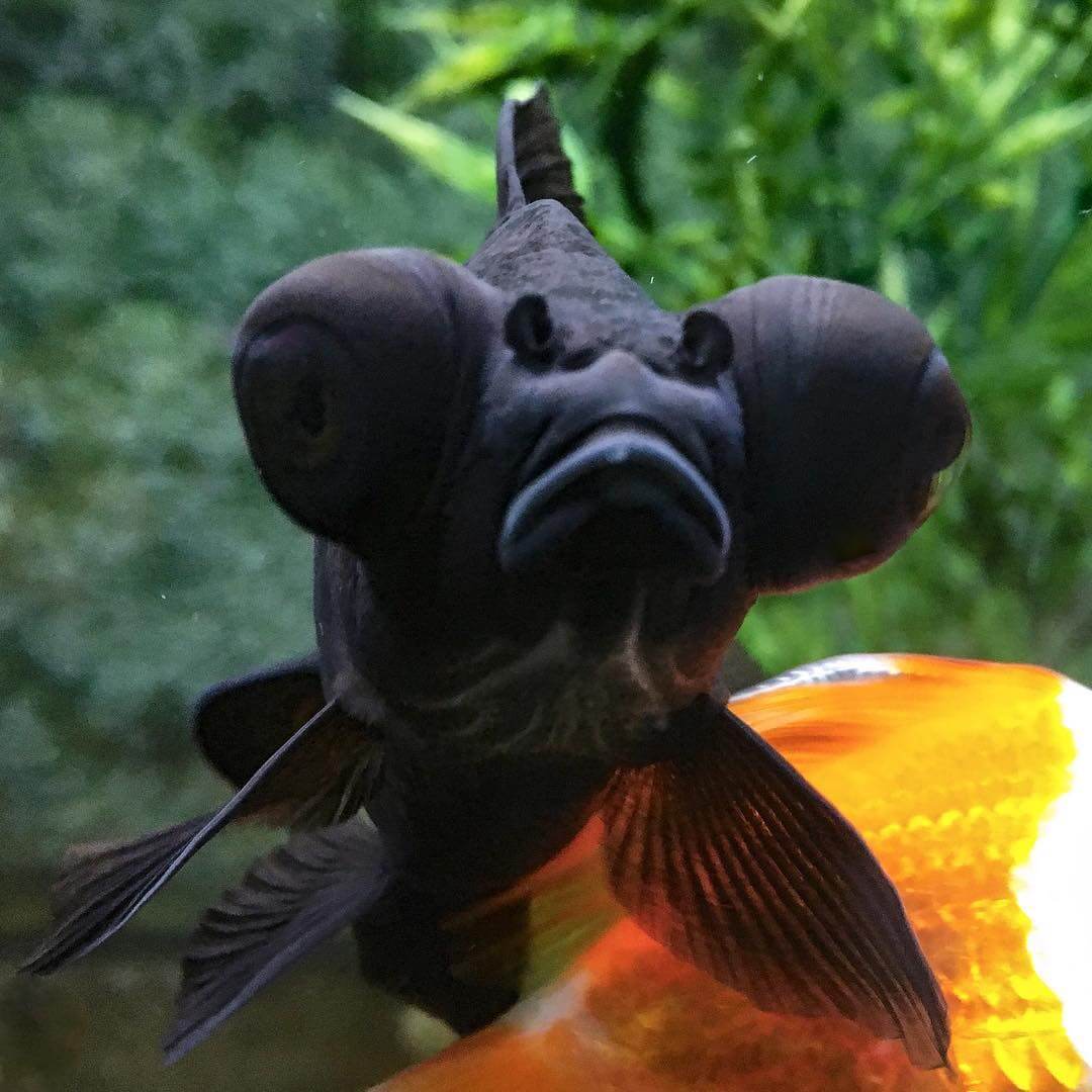 black and goldfish