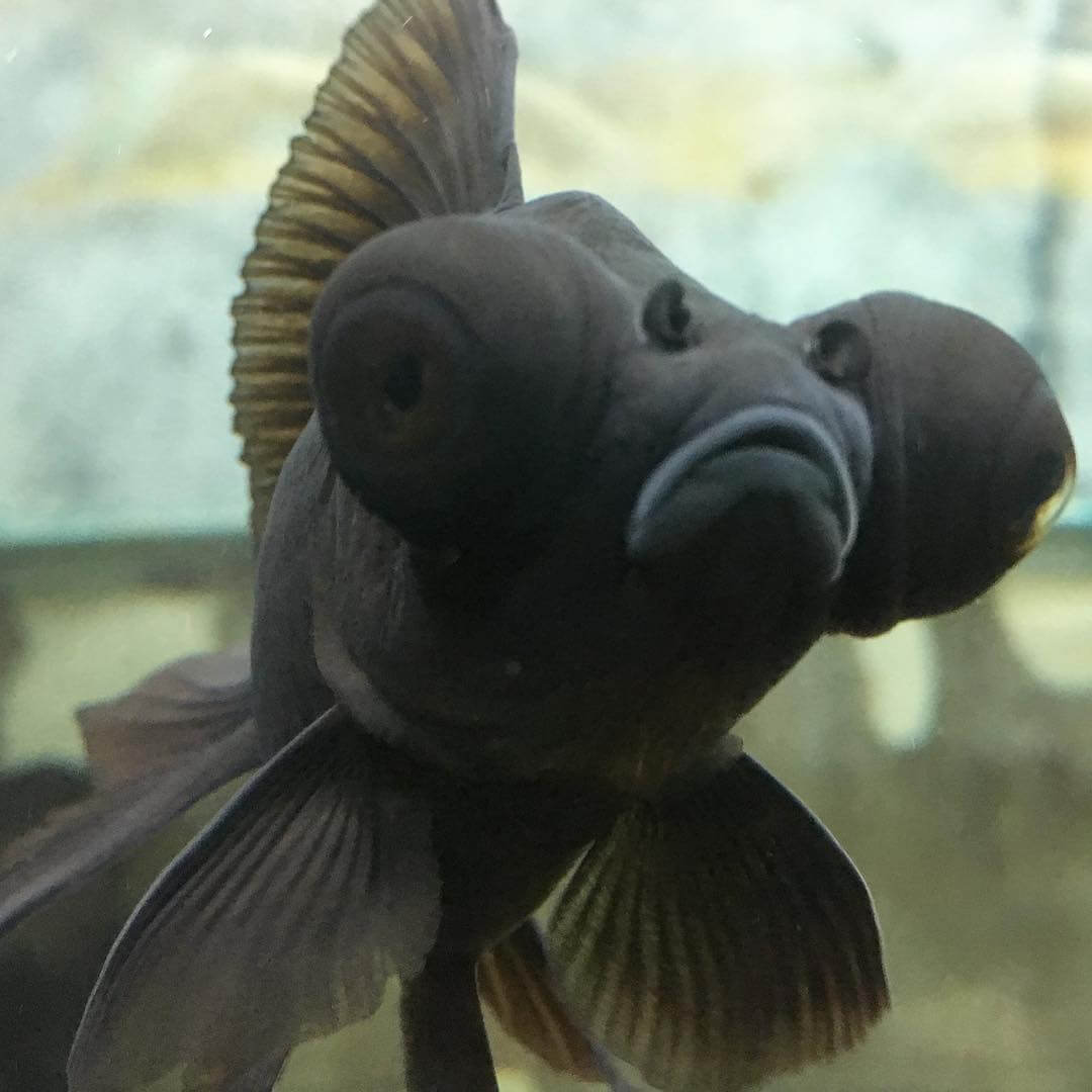 Black Moor Goldfish Black Moor Care