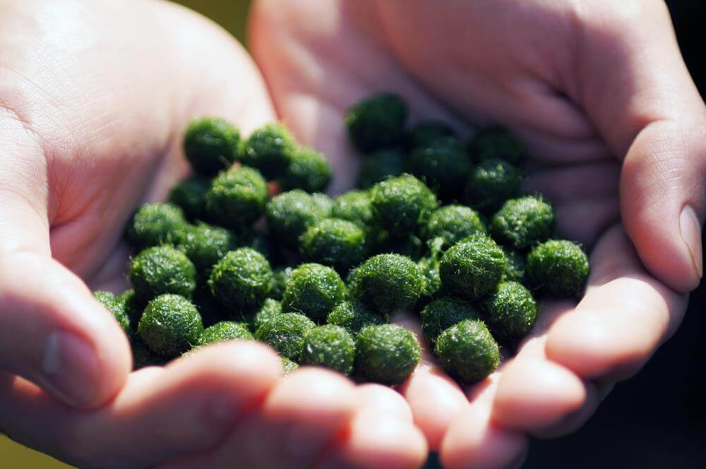 moss-balls-for-fish-food