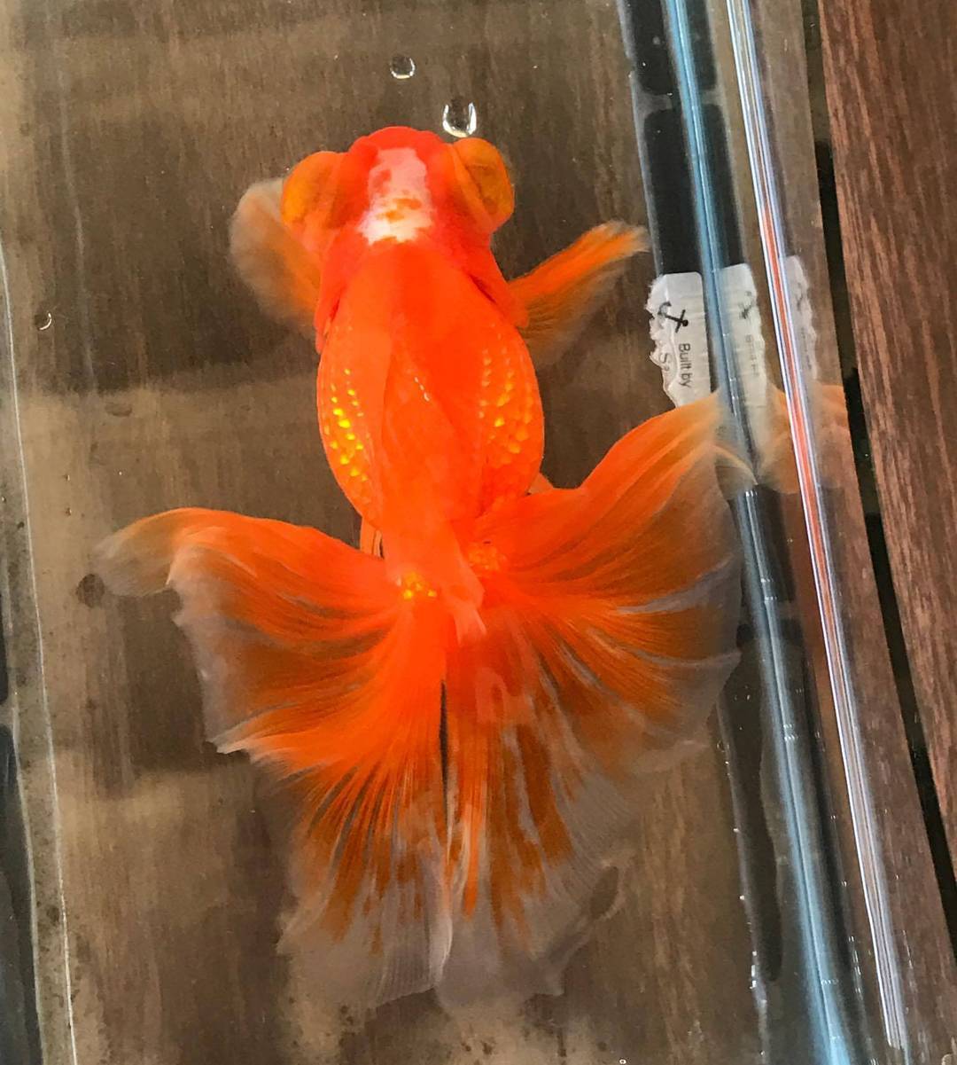 butterfly tail goldfish