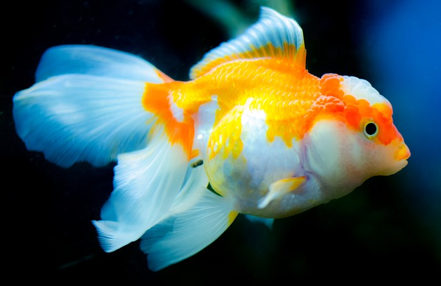 goldfish memory